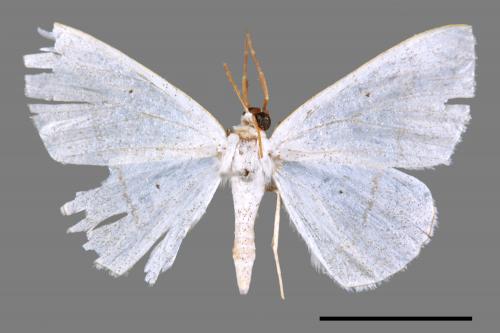 Lomographa claripennis[四點素尺蛾][00039751]