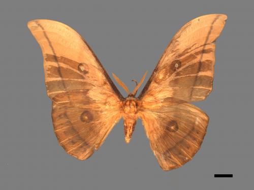 Antheraea yamamai superba[大透目天蠶蛾][00016156]