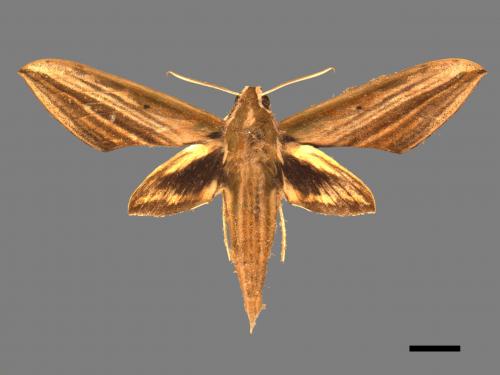 Cechenena lineosa[棕綠背線天蛾][00017123]