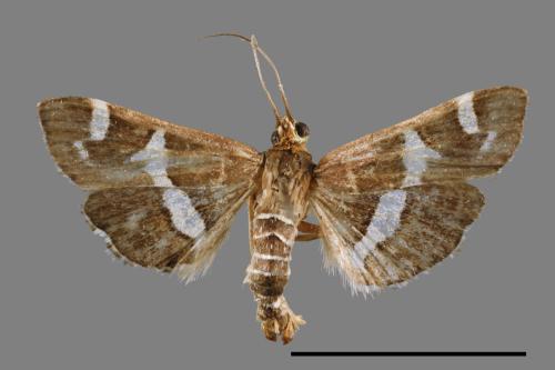 Hymenia perspectalis[00023305]