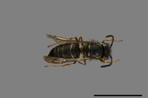 Vespula flaviceps[細黃胡蜂][00073332]