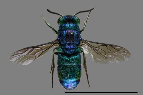 <已分類>Family：Chrysididae[青蜂科][00102447]