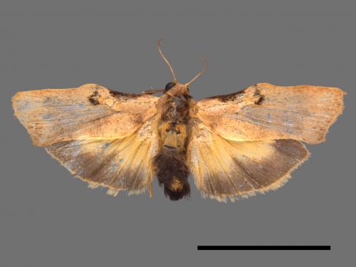 Teulisna tumida[膨圖苔蛾][00039655]