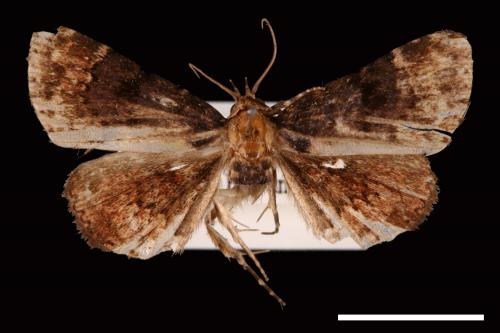 <已分類>Genus：Diomea[00007319]