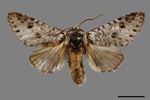 Pantherinus bipunctatus bipunctatus[雙點新林舟蛾][00091277]