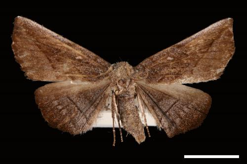 <已分類>Genus：Mecodina[00007475]