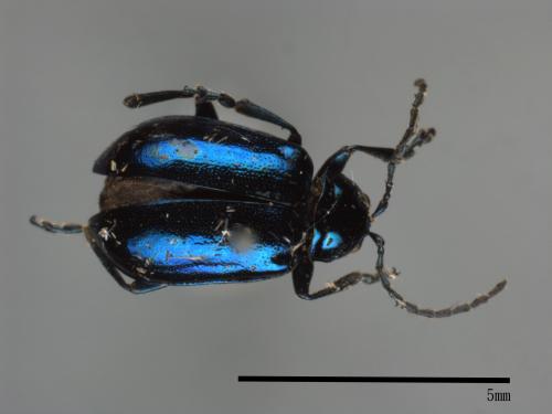 <已分類>Family：Chrysomelidae[金花蟲科][00080109]
