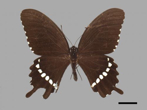 Papilio polytes polytes[玉帶鳳蝶][00013557]