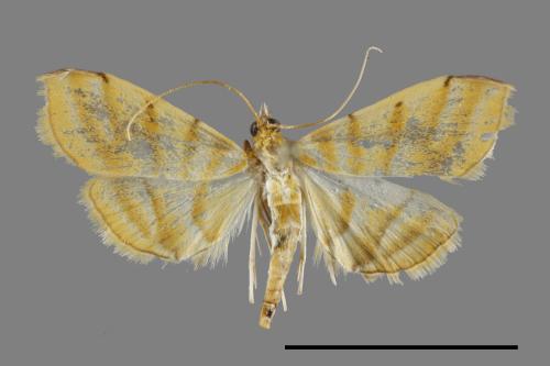 <已分類>Family：Crambidae[草螟科][00093358]