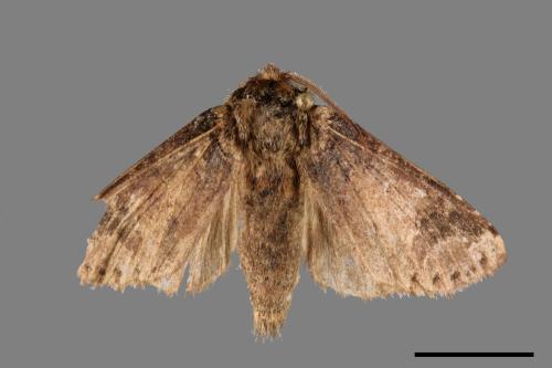 Neodrymonia seriatopunctata[黃肩舟蛾][00036950]