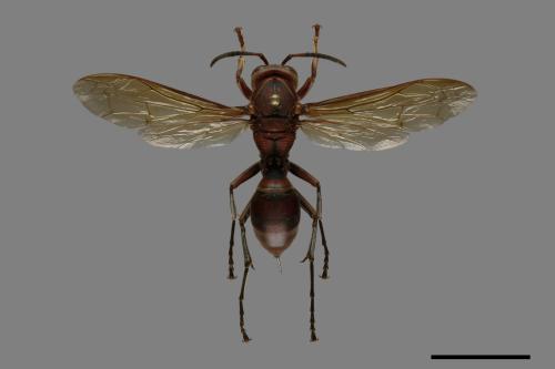 Polistes tenebricosus[赭褐長腳蜂][00101496]