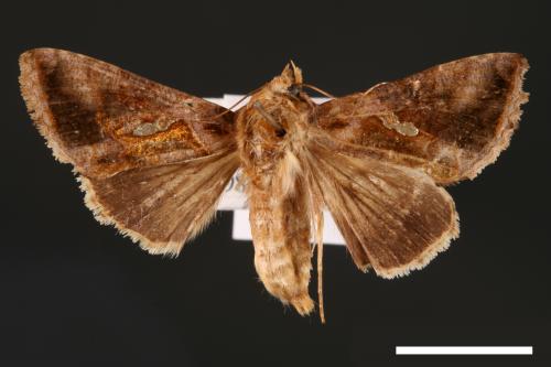 Chrysodeixis eriosoma[南方錁夜蛾][00003470]