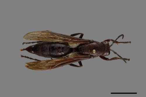 Polistes gigas[巨長腳蜂][00074379]