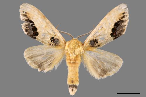 Phalera flavescens[蘋掌舟蛾][00061612]