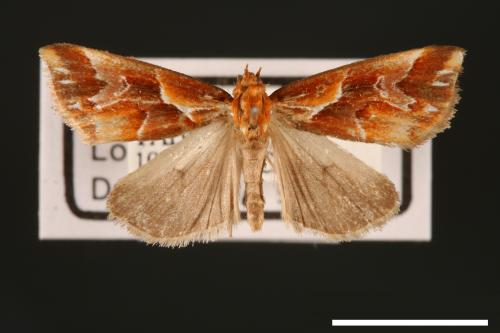 Narangodes flavibasis[00004782]