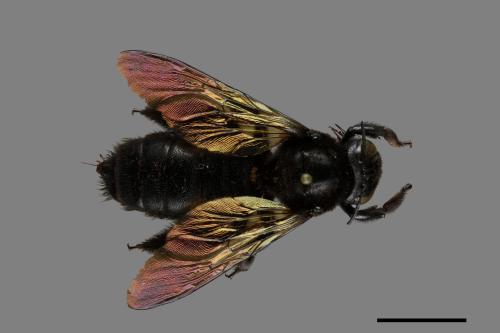 Xylocopa tranquebarorum[銅翼眥木蜂][00074794]