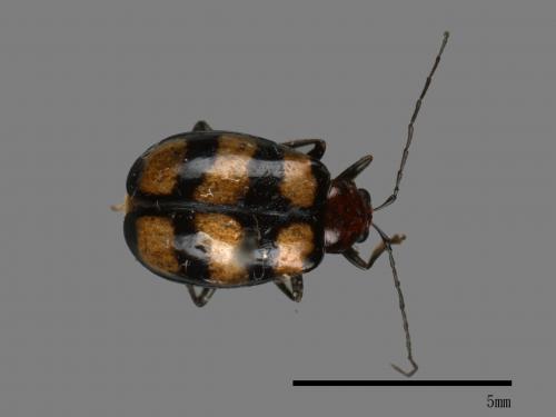 <已分類>Family：Chrysomelidae[金花蟲科][00040883]