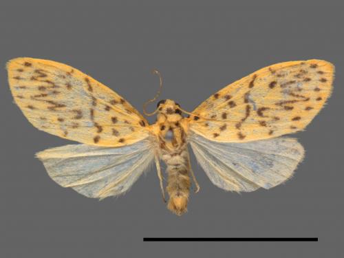 Asura alikangiae[關山豔苔蛾][00044256]