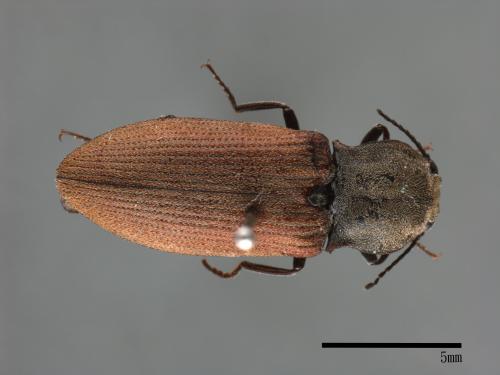 <已分類>Family：Elateridae[叩頭蟲科][00080804]