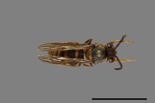 Vespula arisana[阿里山黃胡蜂][00072864]