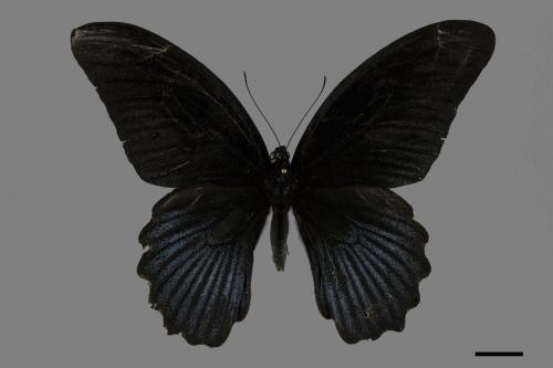 Papilio memnon heronus[大鳳蝶][00093805]