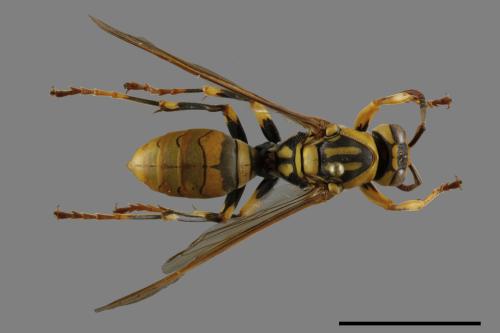 Polistes rothneyi[黃長腳蜂][00119364]