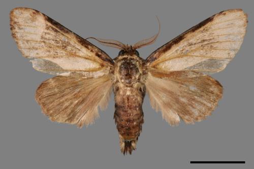 Formofentonia orbifer rotundata[圓紛舟蛾][00047310]