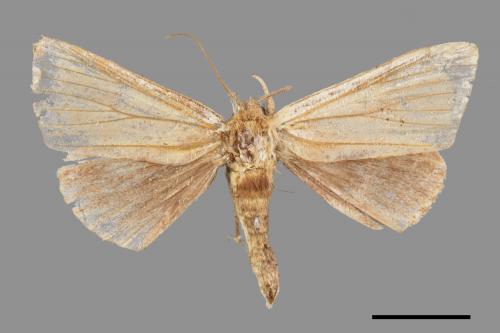 Saliocleta virgata[方角舟蛾][00052484]