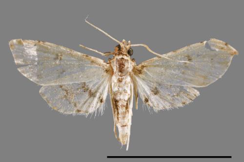 <已分類>Family：Crambidae[草螟科][00064214]