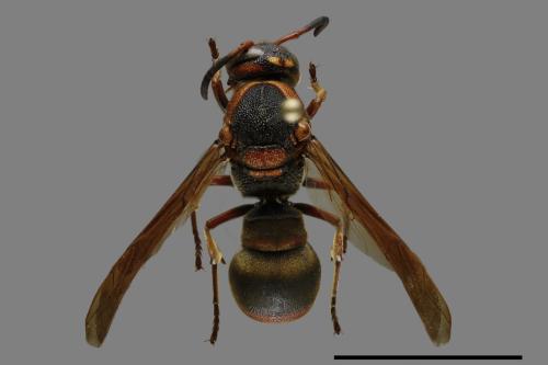 Orancistrocerus drewseni nigricapitus[赭褐毛唇蜾蠃][00117510]