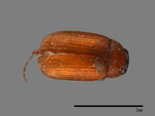<已分類>Family：Scarabaeidae[金龜子科][00054104]