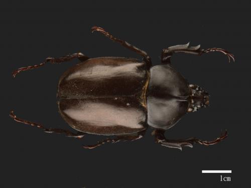 Allomyrina dichotomus[獨角仙][00084081]