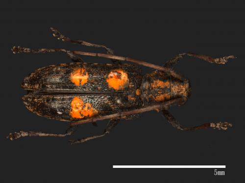 Monochamus alternatus[松斑天牛][00086192]