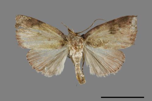 <已分類>Family：Noctuidae[夜蛾科][00091872]