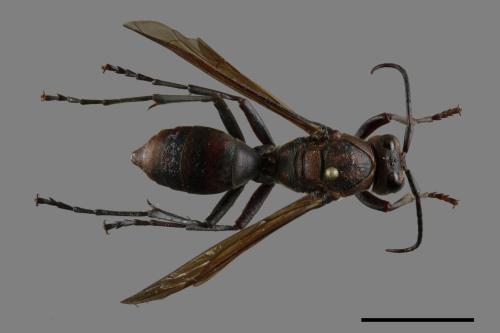 Polistes tenebricosus[赭褐長腳蜂][00117550]