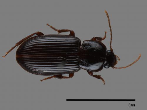 <已分類>Family：Carabidae[步行蟲科][00035859]