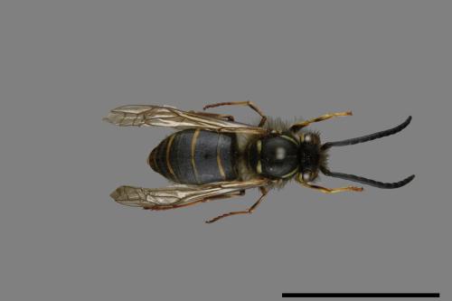 Vespula flaviceps[細黃胡蜂][00073402]