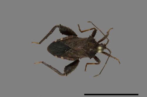 Acanthocoris scaber[瘤緣蝽][00101205]