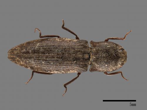 <已分類>Family：Elateridae[叩頭蟲科][00054189]