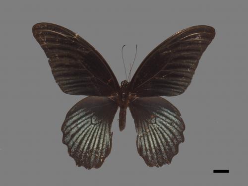 Papilio memnon heronus[大鳳蝶][00014120]