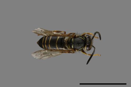 Vespula flaviceps[細黃胡蜂][00073356]