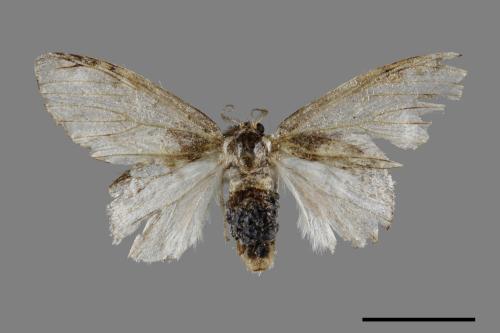 Liparopsis postalbida[中灰舟蛾][00045535]