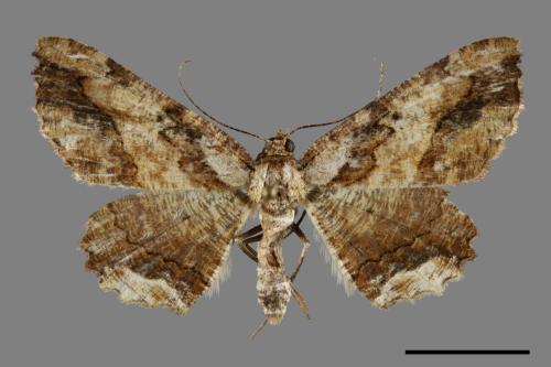 Menophra anaplagiata[茶褐耳尺蛾][00099517]