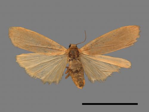 Tigrioides immaculatus[黃苔蛾][00022325]