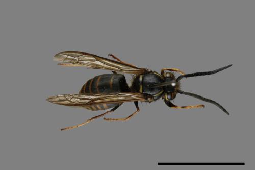 Vespula flaviceps[細黃胡蜂][00072935]