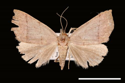 Plecoptera siderogramma[00008033]
