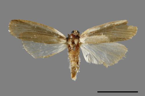 <已分類>Family：Crambidae[草螟科][00065404]