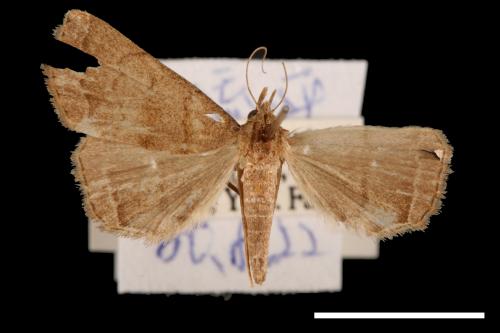 <已分類>Genus：Zanclognatha[00011581]