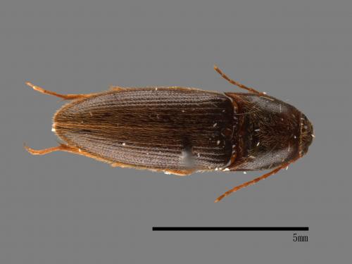 <已分類>Family：Elateridae[叩頭蟲科][00083876]