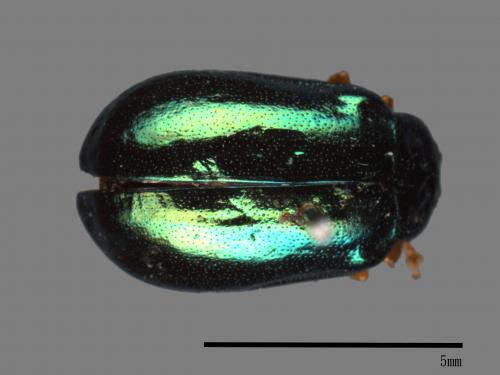 <已分類>Family：Chrysomelidae[金花蟲科][00081212]